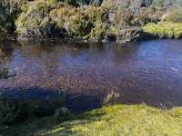 Discover the scenic view & wombats sightings at Cradle Mountain Ronny Creek walk