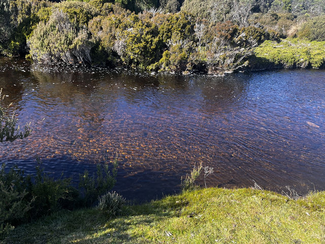 Discover the scenic view & wombats sightings at Cradle Mountain Ronny Creek walk
