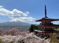 Sakura & Fuji: A Match Made in Spring Heaven