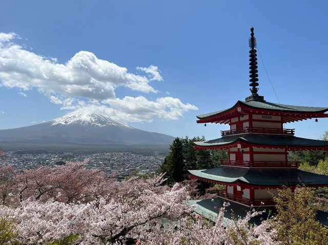 Sakura & Fuji: A Match Made in Spring Heaven