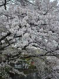 Chill Walk and a Whole Lotta Petals
