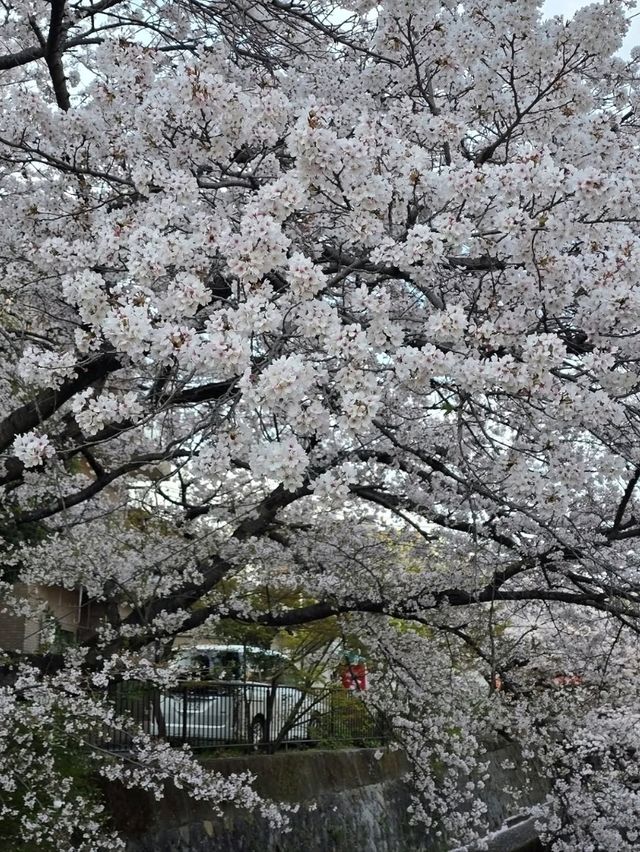 Chill Walk and a Whole Lotta Petals