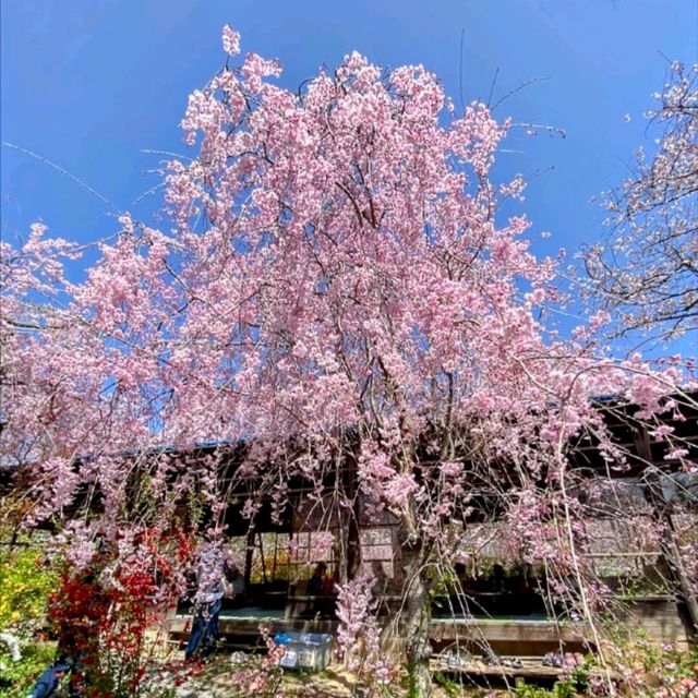 京都-原谷苑，此生必看的櫻花勝地！