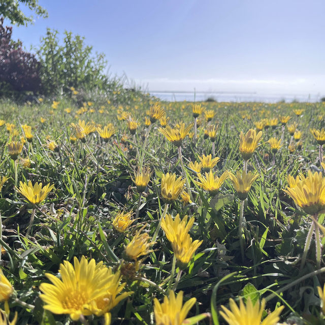 Something different to do in SFO Long Layover with Spectacular Aviation view & Bayfront Walk.