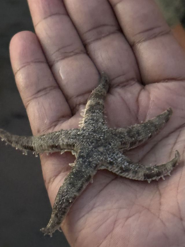Dancing Trees and Golden Seas: Walakiri’s Hidden Magic