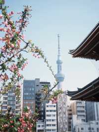 Tokyo | The Beauty of Asakusa Temple in March and April 🌸✨