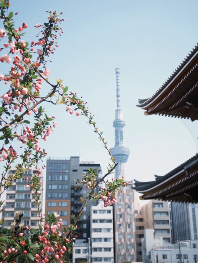 Tokyo | The Beauty of Asakusa Temple in March and April 🌸✨