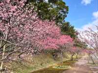 沖繩賞櫻---八重岳櫻之森公園，感受一下日本傳統祭典的氛圍！