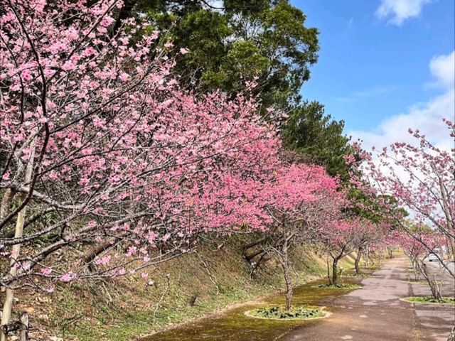 沖繩賞櫻---八重岳櫻之森公園，感受一下日本傳統祭典的氛圍！