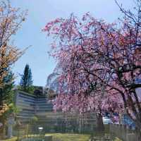 Cherry Blossoms with a View