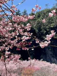 粉嫩山谷裡的夢幻仙境：武陵農場櫻花季🌸