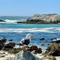 Where land ends, stories begin—Pigeon Point Lighthouse awaits.
