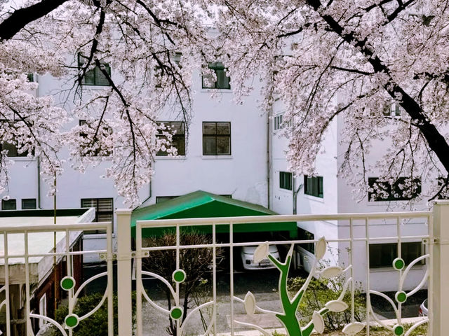 韓國🇰🇷漢江公園