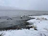 【コタン温泉露天風呂｜北海道・屈斜路湖】 雪景色 × 温泉 × 白鳥…冬だけのご褒美、ここにあります。