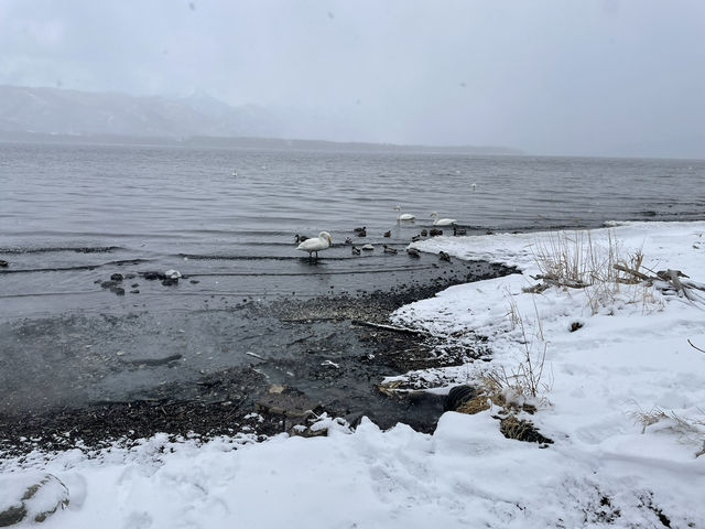 【コタン温泉露天風呂｜北海道・屈斜路湖】 雪景色 × 温泉 × 白鳥…冬だけのご褒美、ここにあります。