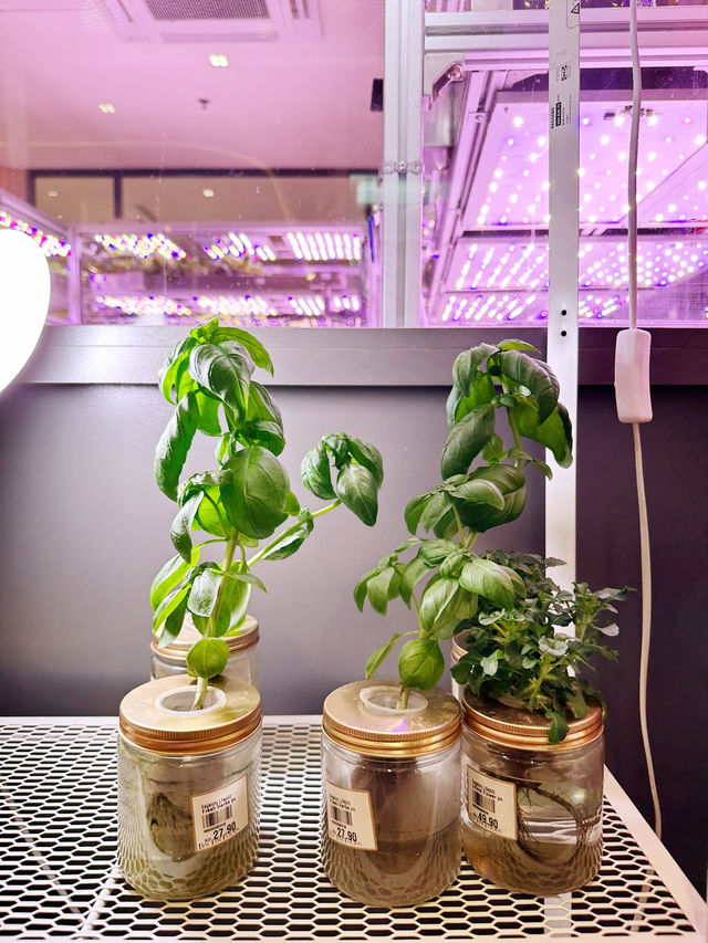 Farm-Fresh Finds in the City – Vegetory at BSC Fine Foods