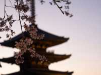 Japan – Blossoms Framing Everyday Life