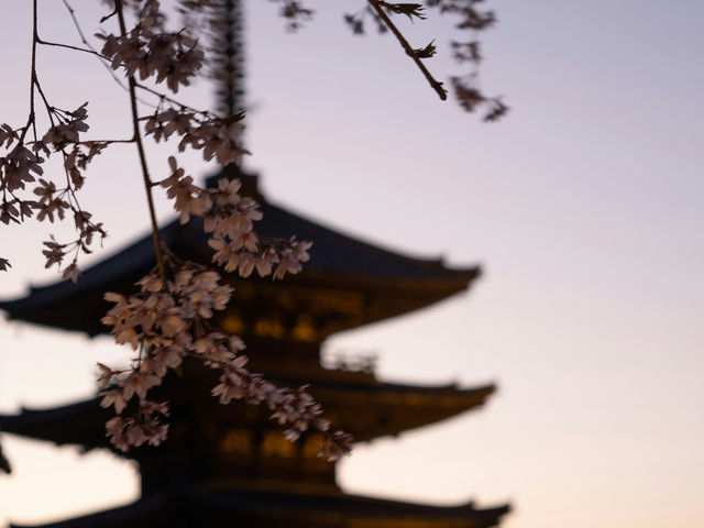Japan – Blossoms Framing Everyday Life