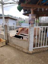 Batam zoo paradise