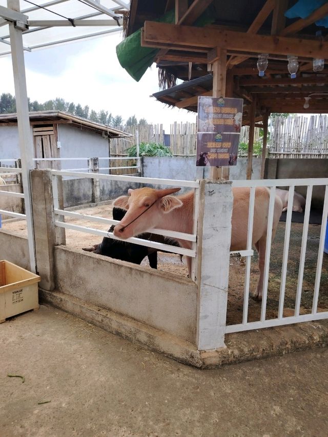 Batam zoo paradise