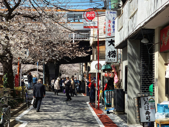 Sakura and Stillness at Nakameguro Canal