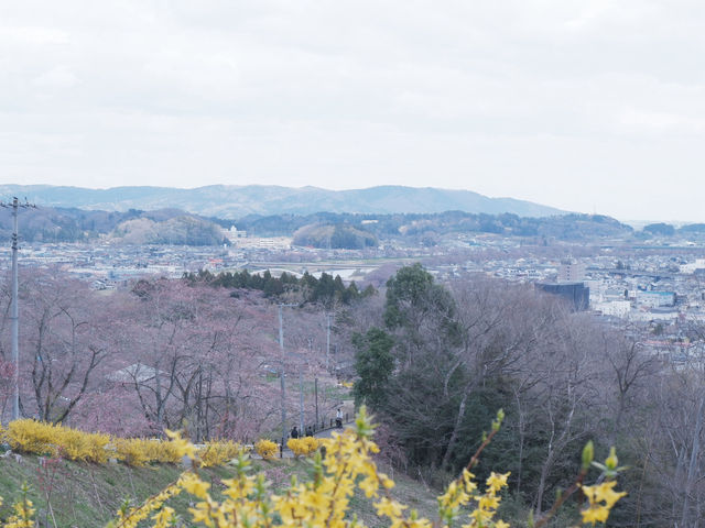 東京至東北攻略：船岡公園賞櫻