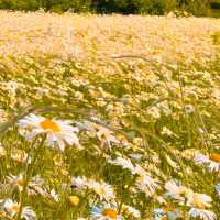 🌊 이번 주 꼭 가야 할 꽃면서, 바다와 샤스타데이지를 한 눈에🌼 부안 변산마실길