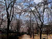 Spring’s Cherry Blossom Fantasy