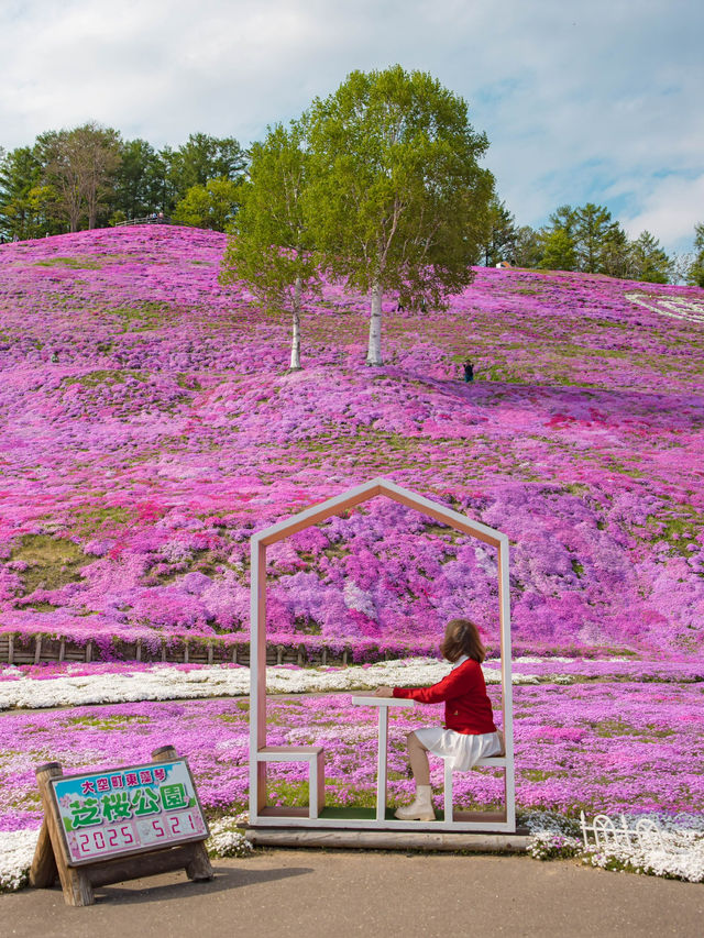 เทศการชิบะซากุระ Higashimokoto Shibazakura Park🌸