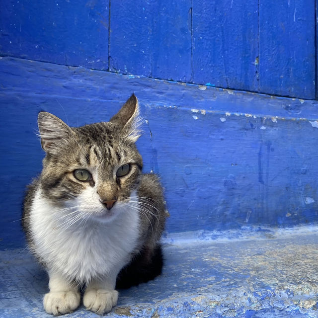 Blossoming Escapes: My Weekend Getaway to Chefchaouen