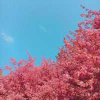나만 알고싶은 꽃동산 🩷🌸