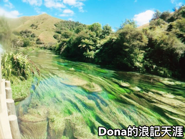 📍紐西蘭北島。Blue Spring ｜無敵清澈的泉水把煩惱沖淡