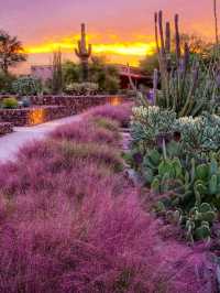 Desert Botanical Garden – Nature’s Art in the Arizona Sun