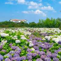 済州島の紫陽花、まるで夢のような景色…💠