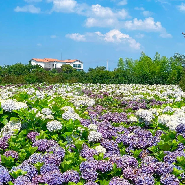 済州島の紫陽花、まるで夢のような景色…💠