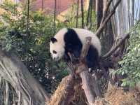 性價比超高的動物園