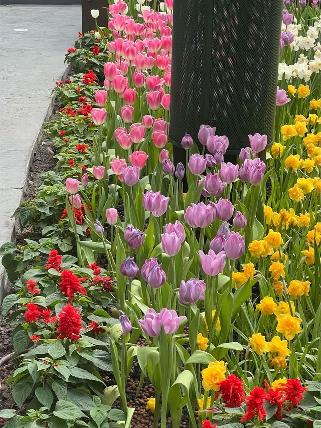 สวนดอกไม้ฟีลยุโรป🌷ใกล้แค่ระยอง🚗