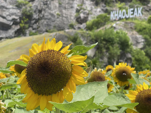 ทุ่งทานตะวันพัทลุง🌻