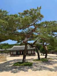 창경궁 소나무길