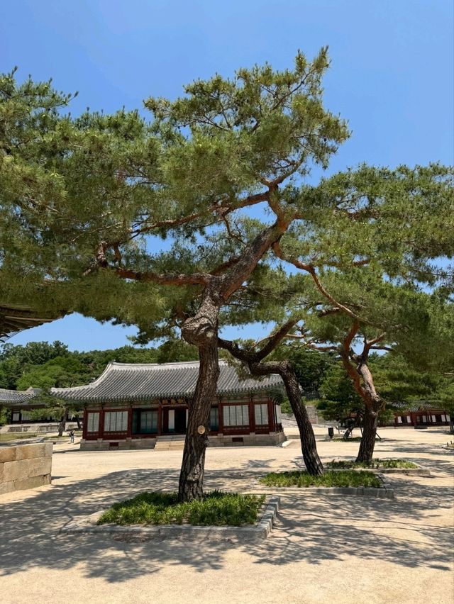 창경궁 소나무길