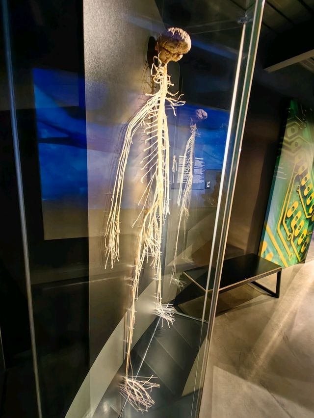 醫科生必去的人體奧妙展@Amsterdam 
