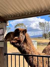 ออสเตรเลีย🇦🇺