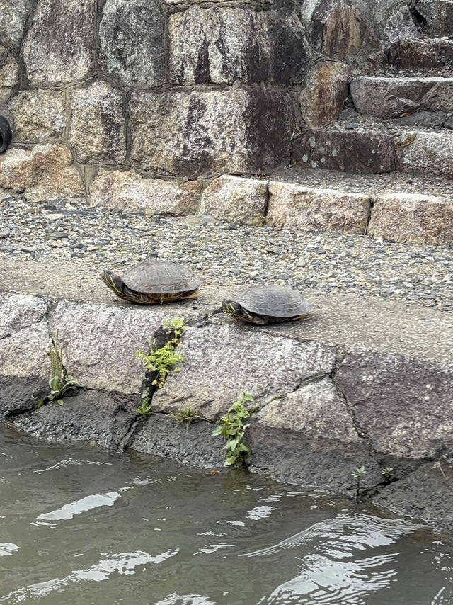 近江八幡市にやってきたら、八幡堀巡りを体験するべし❤️