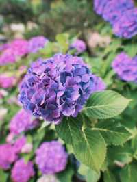 🏯【神奈川・長谷寺】四季を感じる花の名刹で、鎌倉時間をゆったりと