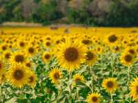 一面のヒマワリに心ときめく🌻✨ ロッブリーで季節限定の絶景を楽しもう！#ロッブリー #ヒマワリ畑 #タイ旅行