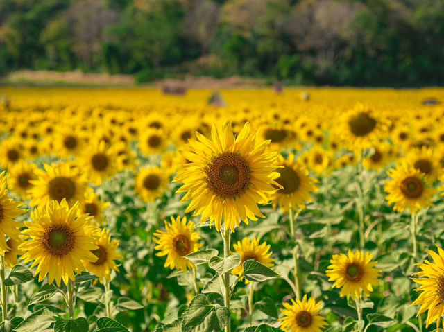 一面のヒマワリに心ときめく🌻✨ ロッブリーで季節限定の絶景を楽しもう！#ロッブリー #ヒマワリ畑 #タイ旅行