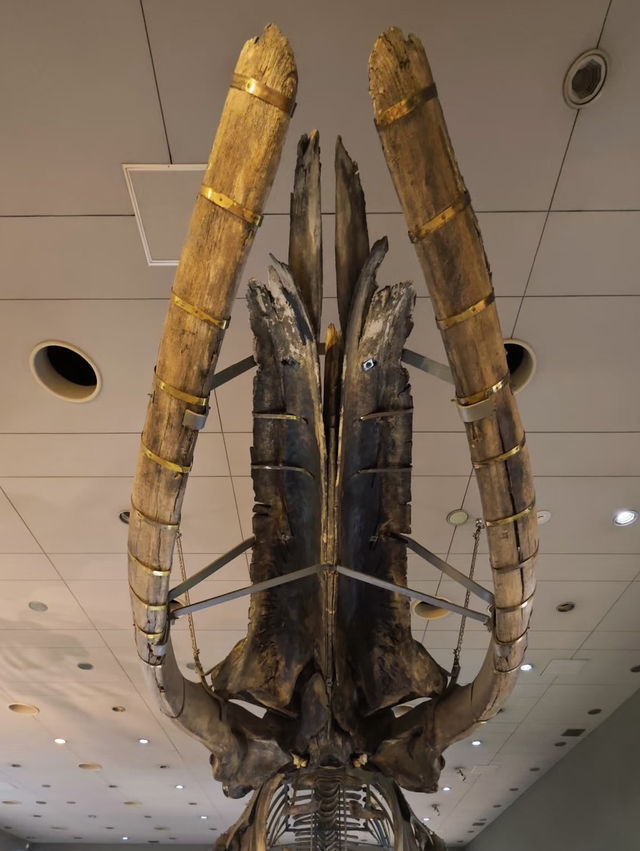 A Deep Exploration of Nature – My Visit to the Osaka Museum of Natural History 🦕