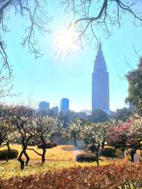 Shinjuku Gyoen National Garden – Tokyo’s Tranquil Heartbeat