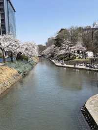 歴史と自然が調和する城下の憩い🌸 富山城址公園で静かなひととき