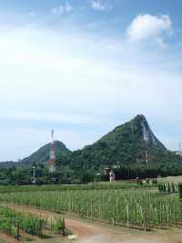 เที่ยวไร่องุ่นซิลเวอร์เลค